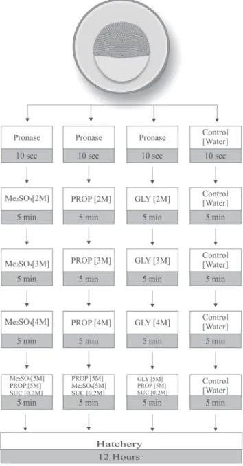 Fig. 1. Experimental design of sensitivity test to  cryoprotectant protocols for Prochilodus lineatus embryos  (28±1ºC)