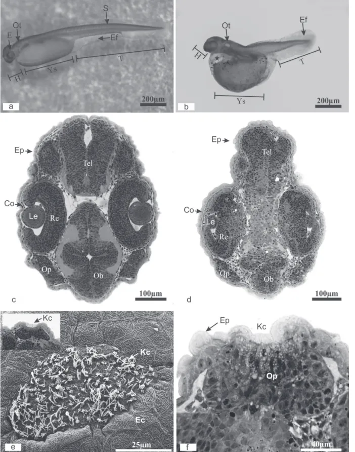 Fig. 3. Morphological analysis of Prochilodus lineatus embryos after cooling protocols