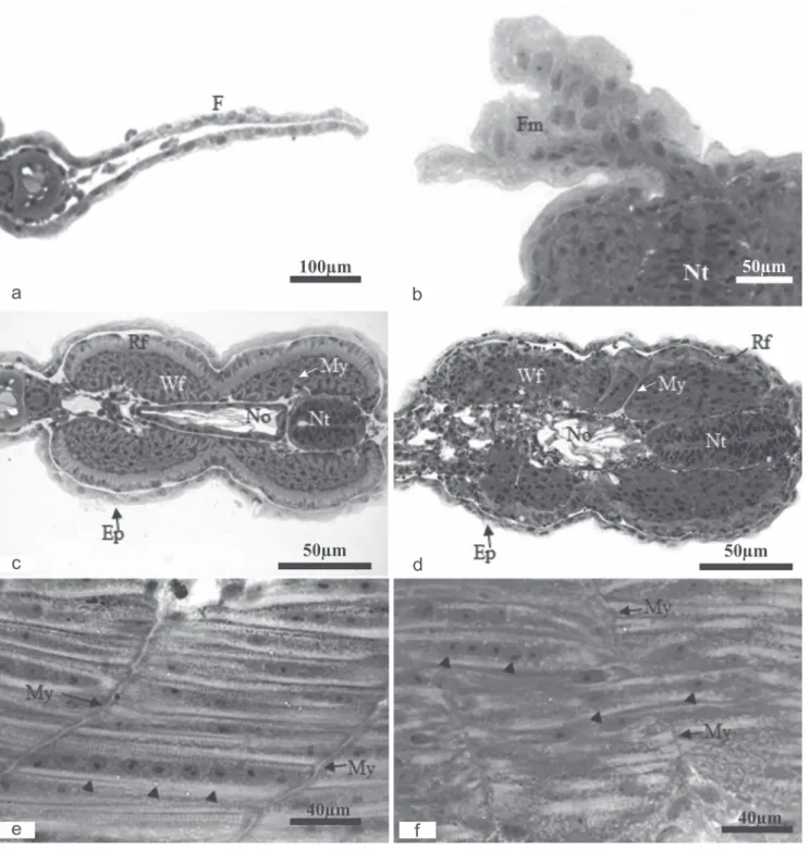 Fig. 5. Morphological analysis of Prochilodus lineatus after cooling treatment. a. Normal embryo fin; b
