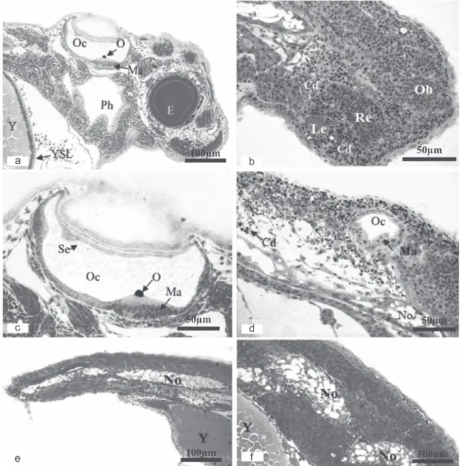 Fig. 6. Morphological analysis of Prochilodus lineatus after cooling protocols. a. Normal embryo head (control); b