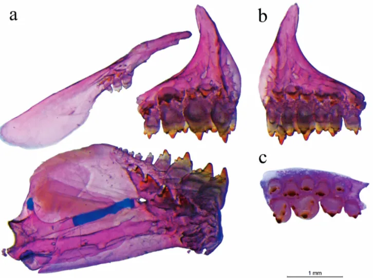Fig. 2. Left side dentition of Bryconamericus coeruleus, paratype, MZUEL 17097, 49.2 mm SL
