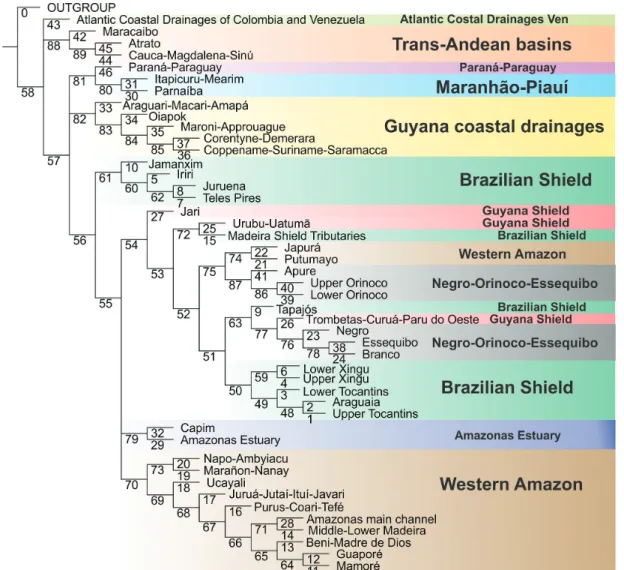 Fig. 2. Strict consensus of six most parsimonious trees obtained in PAE, built with matrix in  S7  - (Available only as online  supplementary file accessed with the online version of the article at http://www.scielo.br/ni)