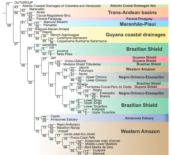 Fig. 3. Most parsimonious tree obtained in CADE, built with matrix in  S8  - (Available only as online supplementary file  accessed with the online version of the article at http://www.scielo.br/ni)