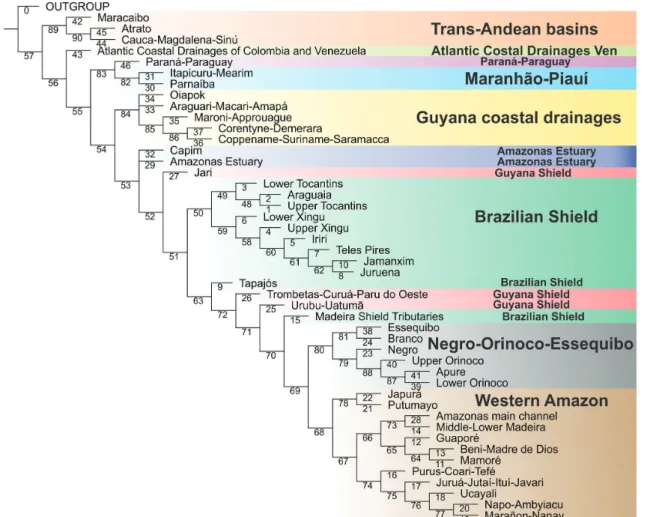 Fig. 4. Strict consensus of three most parsimonious trees obtained in BPA, built with matrix in  S9  - (Available only as online  supplementary file accessed with the online version of the article at http://www.scielo.br/ni)
