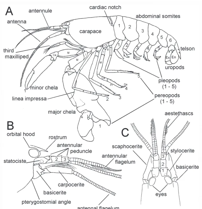 Figure 2. Morphology of snapping shrimp of the genus Alpheus Fabricius, 1798: (A) entire body, lateral view; (B) head and cephalic  appendages, lateral view; (C) same, dorsal view