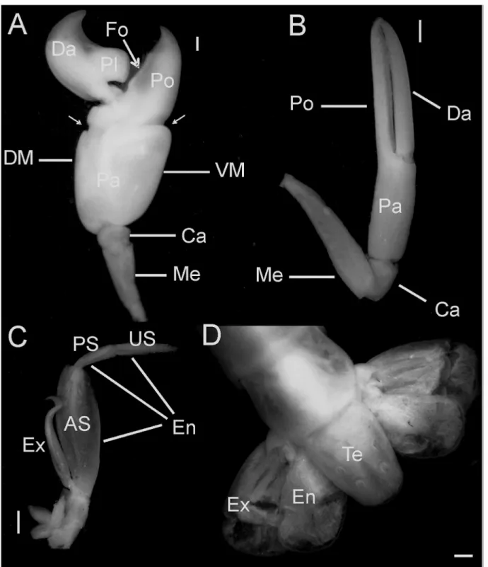 Figure 3. Morphology of snapping shrimp of the genus Alpheus Fabricius, 1798: (A) major cheliped, lateral view; (B) minor cheliped,  lateral view; (C) third maxilliped, ventral view; (D) last abdominal segments, telson and uropods, dorsal view
