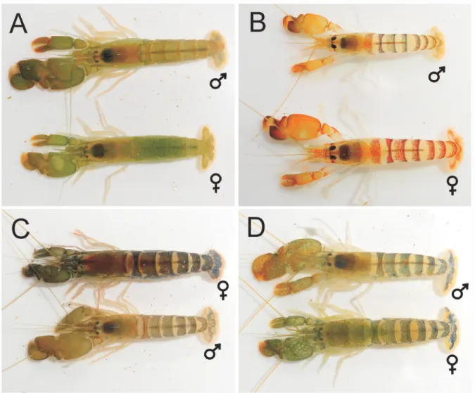 Figure 4. Color pattern of some snapping shrimps of the genus Alpheus Fabricius, 1798 from Brazil: (A) Alpheus angulosus  McClure, 2002; (B) Alpheus bouvieri A