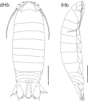 Figure 1.  Cirolana lemoscastroi sp. nov., habitus of holotype  female (5.1 mm) in lateral and dorsal view (pigmentation  not shown), BPOT IV 37 (4°57”48”S - 36°44’15”W), off  Potiguar Basin, Rio Grande do Norte, MOUFPE 14956