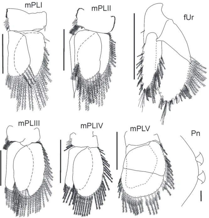 Figure 5. Cirolana lemoscastroi sp. nov., pleopods: paratype male (4.3 mm), BPOT IV 37 (4°57”48”S - 36°44’15”W), off Potiguar  Basin, Rio Grande do Norte, MOUFPE 14957