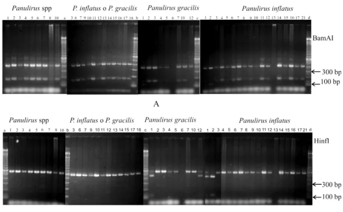 Figure 2. Electrophoresis patterns of the amplified fragment of the 16S mitochondrial gene produced by digestion with BsmAI  (A) and with HinfI (B) for spiny lobsters larvae preclassified in four groups (Panulirus spp., P