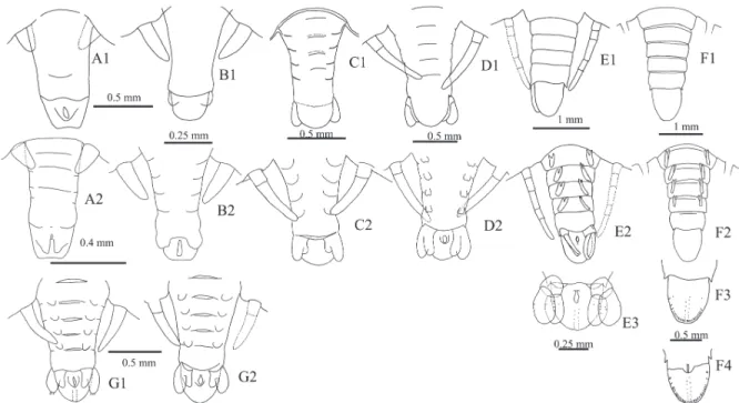 Figure 3. Abdomen and telson of Panulirus inflatus (A–F) and P. gracilis (G) (1 ventral view; 2 dorsal view; A = V; B = VI; C = VII; 