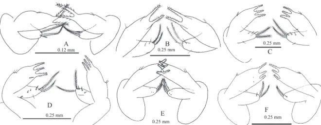 Figure 6. First maxilla of Panulirus inflatus in different stages of development (A = V; B = VI; C = VII; D = VIII; E = IX; F = X).
