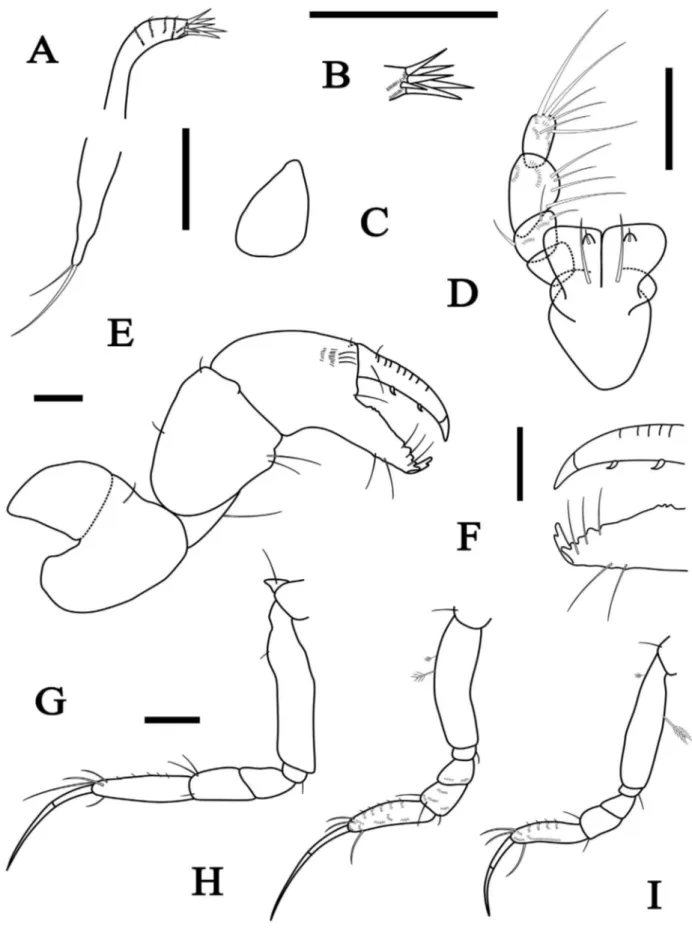 Figure 4. Tanaopsis brevicorpus sp. nov., female paratype, length 2.8 mm, MNRJ 23401. A, maxillule, with B, detail of maxillule; C, maxilla; 