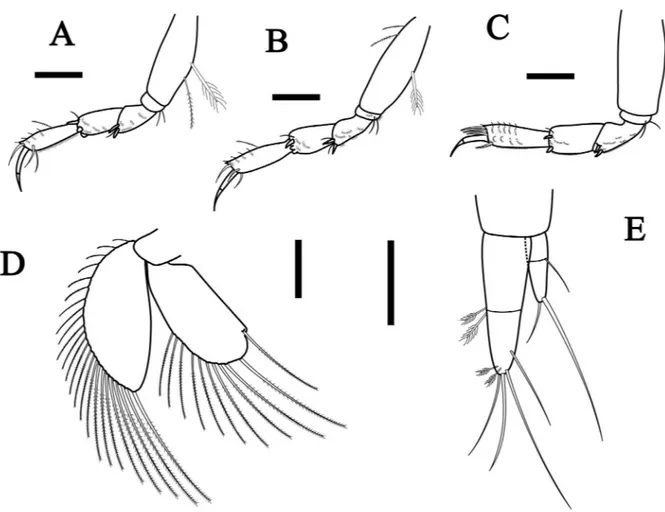 Figure 5. Tanaopsis brevicorpus sp. nov., female paratype, length 2.8, mm, MNRJ 23401