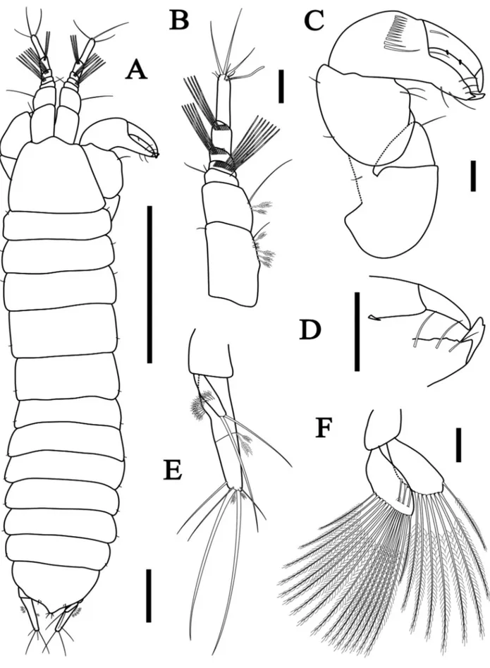 Figure 6. Tanaopsis brevicorpus sp. nov., male paratype, length 3.2 mm, MNRJ 25192. A, dorsal view; B, antennules; C, cheliped, with D,  detail of cheliped fixed finger; E, uropod; F, pleopod