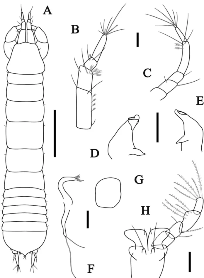 Figure 1. Tanaopsis bamberi sp. nov., female paratype, length 4.5 mm, MNRJ 23402. A, dorsal view; B, antennule; C, antenna; D, left  mandible; E, right mandible; F, maxillule; G, maxilla; H, maxilliped