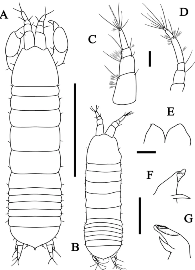 Figure 3. Tanaopsis brevicorpus sp. nov., female paratype, length 2.8 mm, MNRJ 23401. A, female dorsal view; B, manca dorsal view, length  1.3 mm; C, antennule, D, antenna, E, labium, F, left mandible, G, right mandible
