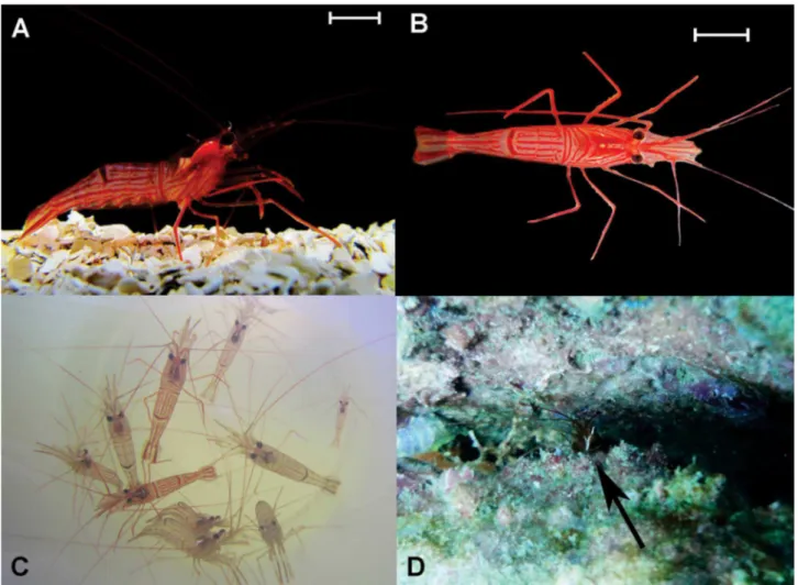 Figure 1. Lysmata ankeri. (A) Lateral view; (B) dorsal view; (C) some specimens in the laboratory after sampling; (D) an individual (indicated  by the arrow) in rock crevice at the sampling site, on the subtidal rocky bottom at Couves Island, Ubatuba, Braz