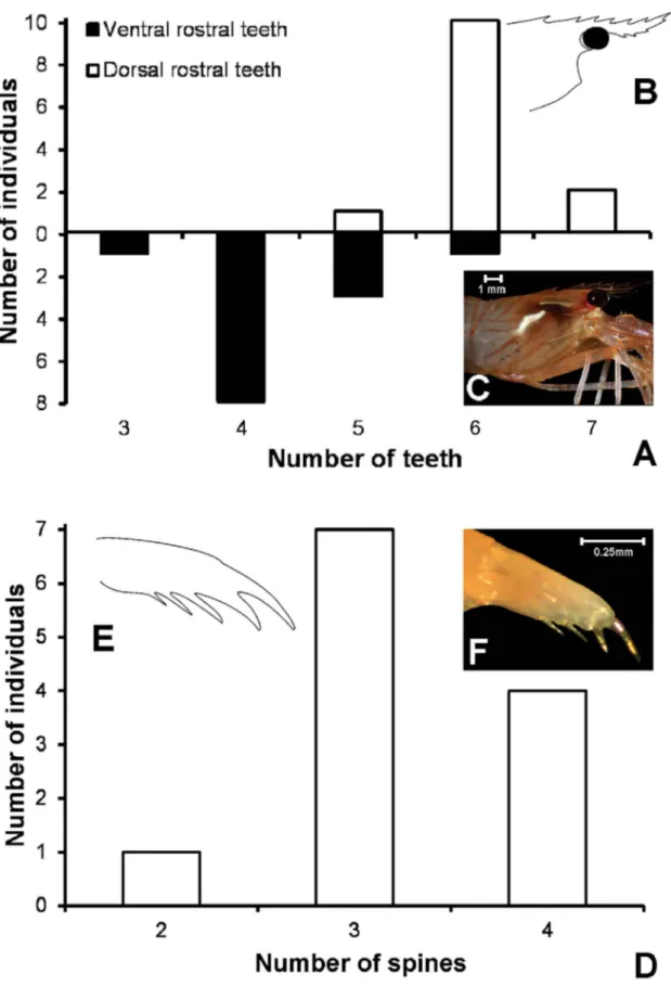 Figure 2. Lysmata ankeri. (A) Variation in the number of rostral teeth on the dorsal and ventral margins; (B) predominant rostral dentition; 