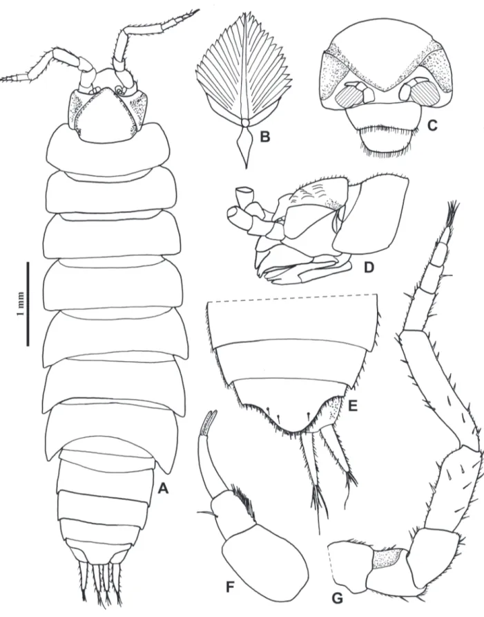 Figure 2.  Xangoniscus odara n. sp. (male paratype). A, dorsal habitus; B, dorsal scale-seta; C, cephalon, frontal view; D, cephalon  and pereonite 1, lateral view; E, pleonites 4 and 5, telson and uropod; F, antennula; G, antenna.