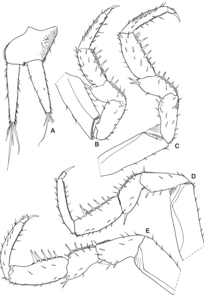 Figure 4.  Xangoniscus odara n. sp. (male paratype). A, uropod; B, pereopod 1; C, pereopod 2; D, pereopod 3; E, pereopod 4.