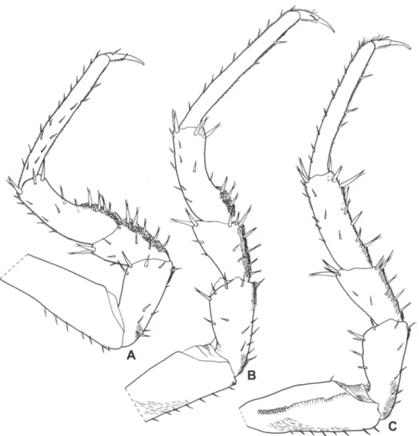 Figure 5.  Xangoniscus odara n. sp. (male paratype). A, pereopod 5; B, pereopod 6; C, pereopod 7.