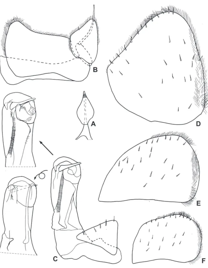 Figure 6.  Xangoniscus odara n. sp. (male paratype). A, genital papilla; B, pleopod 1; C, pleopod 2; D, pleopod 3 exopod; E, pleopod  4 exopod; F, pleopod 5 exopod.
