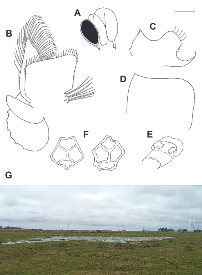 Figure 2.  Dendrocephalus riograndensis n. sp., male holotype (MCP 3144): A) Left eye, mandible, and maxillary gland, lateral view