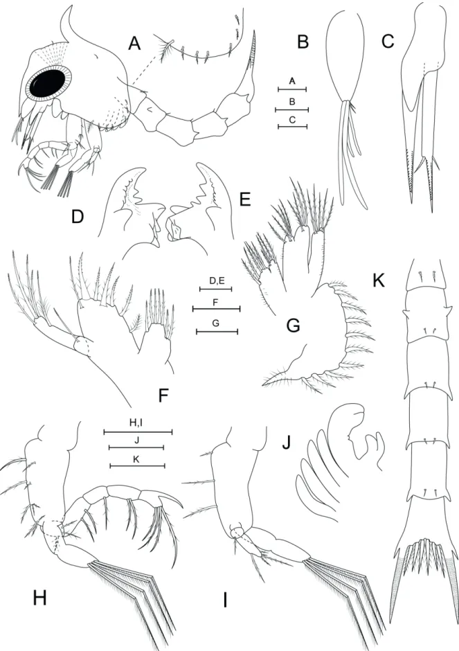 Figure 1.  Macrocoeloma subparallelum (Stimpson, 1860) first zoeal stage. (A) Lateral view; (B) antennule; (C) antenna; (D)  mandible, right side; (E) mandible, left side; (F) maxillule; (G) maxilla; (H) maxilliped I; (I) maxilliped II; ( J) maxilliped III