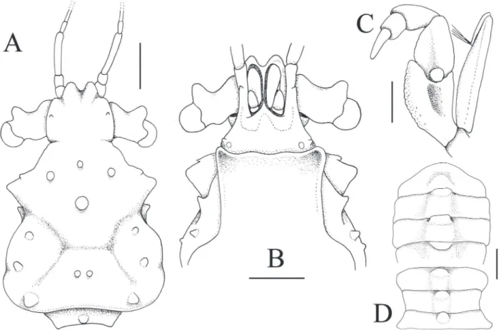 Figure 2.  Achaeus umu n. sp., holotype female (1.9 × 2.7 mm) (USNM 1253231), Easter Island
