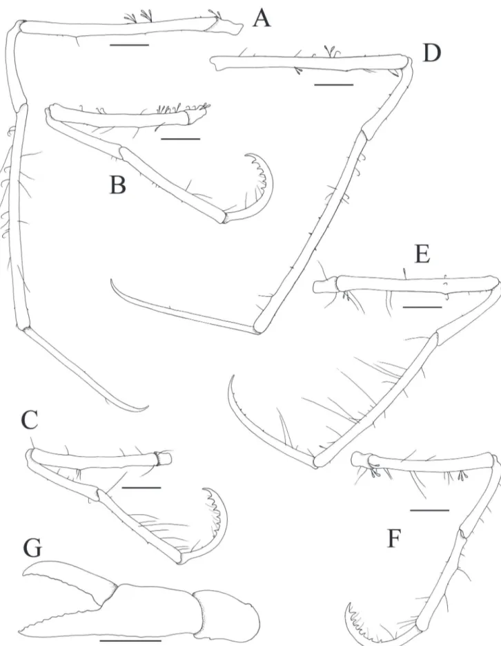 Figure 3.  Achaeus umu n. sp., holotype female (1.9 × 2.7 mm) (USNM 1253231), Easter Island