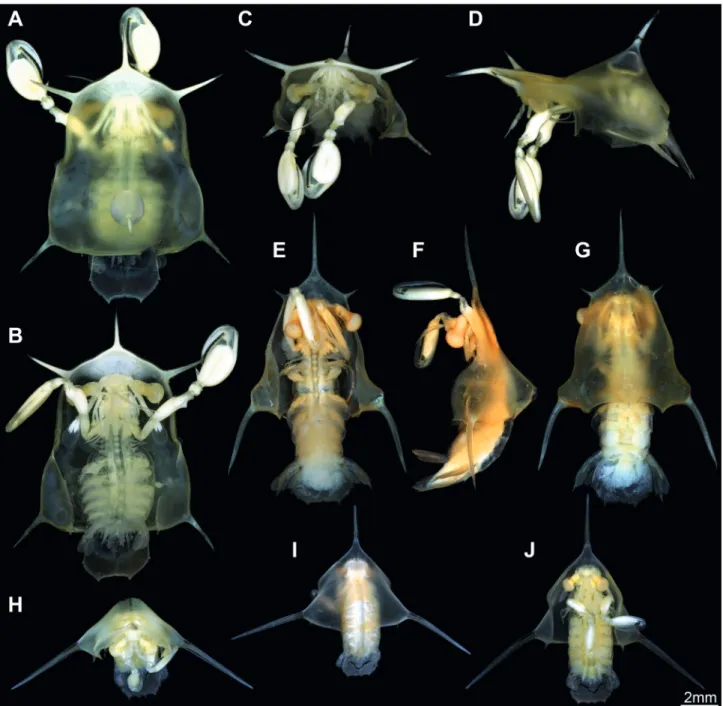 Figure 8.  Different erichthus-type larvae demonstrating the morphological diversity. A–D