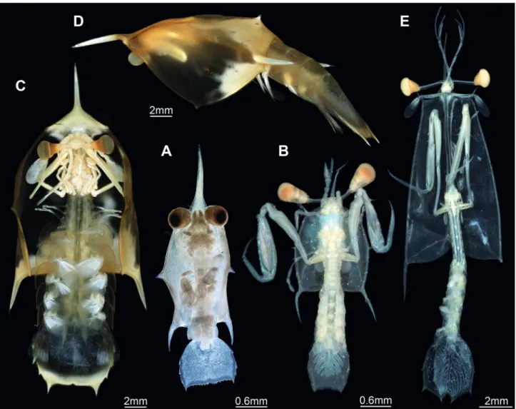 Figure 1.  The four common types of mantis shrimp larvae. A. Antizoea, late form; ZMUC-CRU-8654