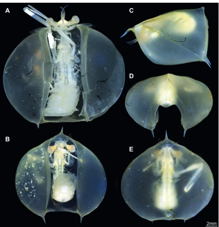 Figure 2.  New morphotype 1, “balloon-larva”. A. ZMUC-CRU-8663, larger specimen; note the damaged shield