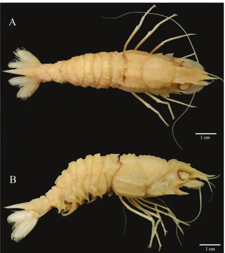 Figure 6.  Glyphocrangon spinicauda A. Milne-Edwards, 1881, dorsal (A) and lateral (B) views, female (TL-62.5 mm; Bpot-Talude  MT# 65; MOUFPE 15.188), northeastern Brazil