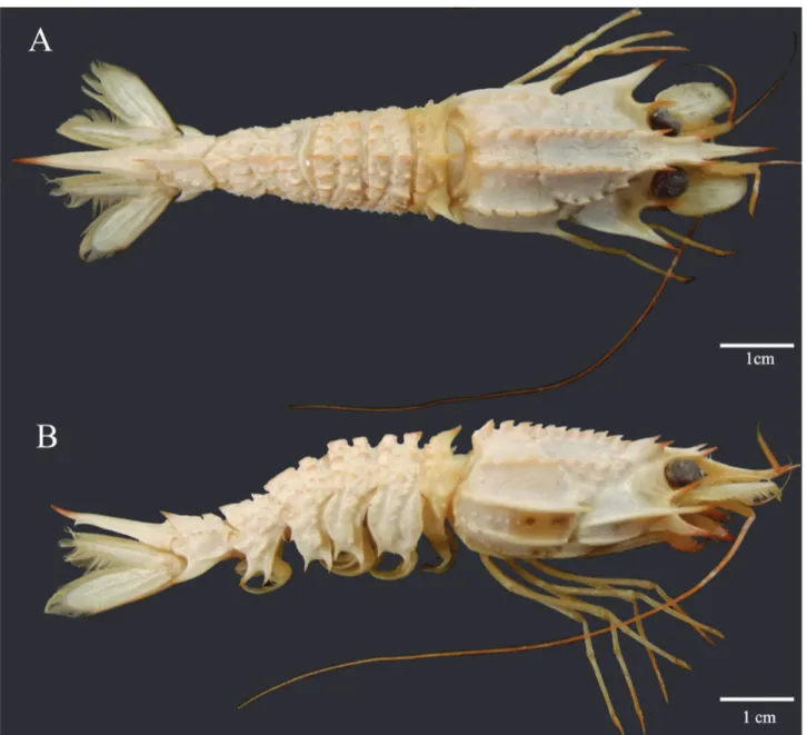 Figure 2.   Glyphocrangon aculeata A. Milne-Edwards, 1881, dorsal (A) and lateral (B) views, male (TL-75.5 mm; Bpot-Talude  MT# 72-2; MOUFPE 15.162), northeastern Brazil.