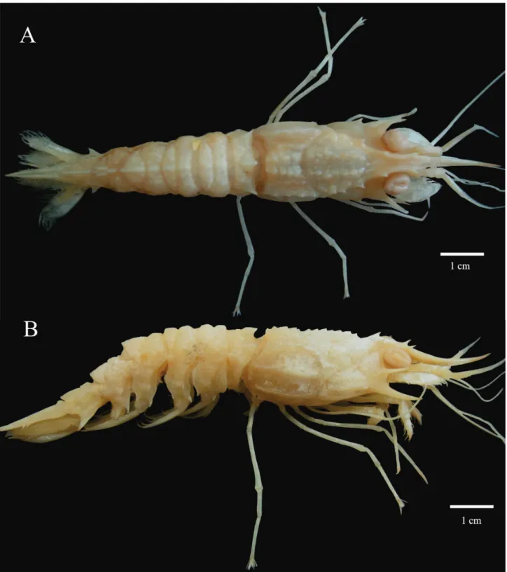 Figure 4.  Glyphocrangon longirostris (Smith, 1882), dorsal (A) and lateral (B) views, male (TL-70 mm; Bpot-Talude MT # 74; 