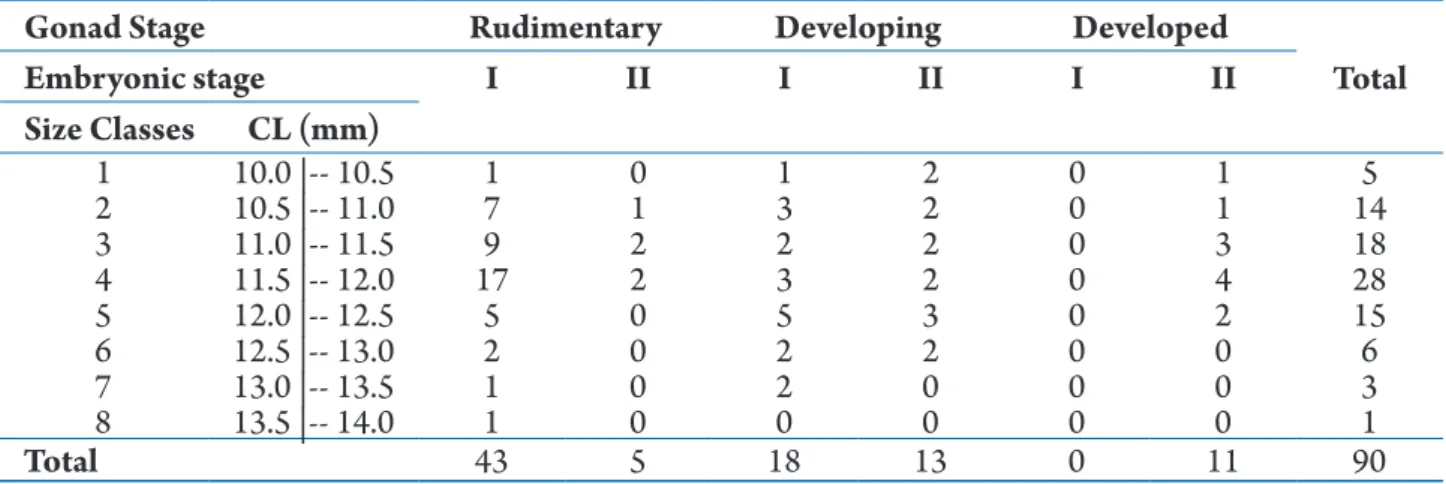 Table 1.  Nematopalaemon schmitti (Holthuis, 1950). Number of ovigerous females by size class, gonadal development stage  (Rudimentary, Developing, Developed), and embryo development stage (I) and (II)