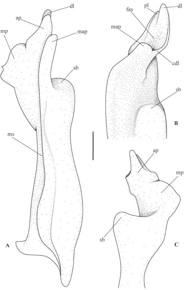 Figure 1.  Neopseudothelphusa fossor (Rathbun, 1898) (USNM 23848), left first gonopod