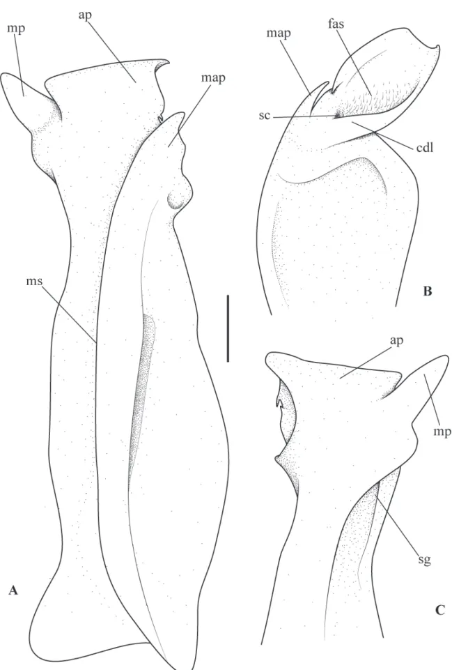 Figure 2.  Culterthelphusa simoni (Rathbun, 1905) n. comb. (MZUSP 6388), left first gonopod
