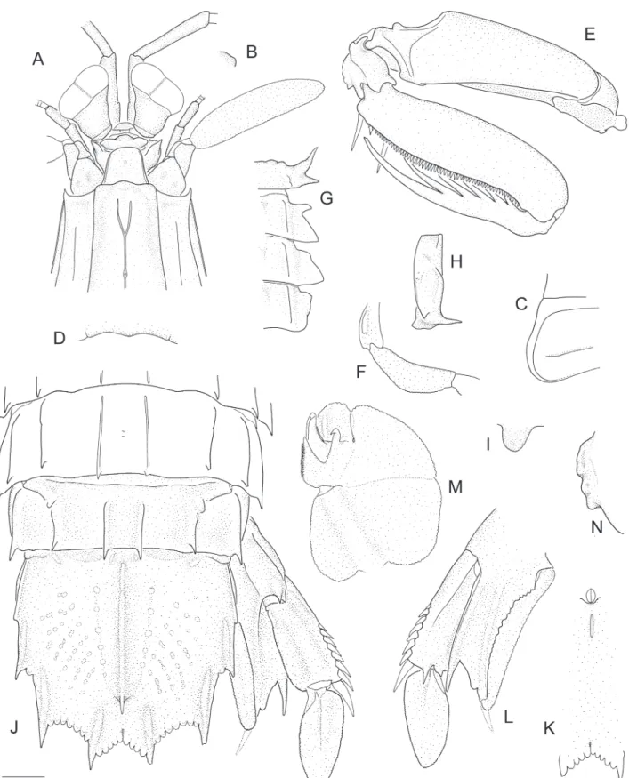 Figure 2.  Vossquilla kempi (Schmitt, 1929) n. comb. A–K: male, TL 56 mm, Pearl River estuary, Macau, 13 March 1993 (AM  P99510)