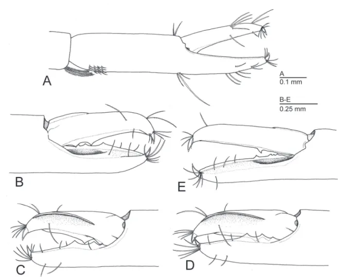 Figure 1.  Diagnostic morphological features of Michaelimenes n. gen. based on the type species, M