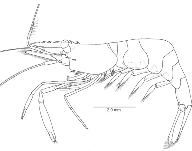 Figure 2.  Michaelimenes perlucidus (Bruce, 1969), n. comb. Male, CL 1.6 mm (CMNH-ZC 02526)