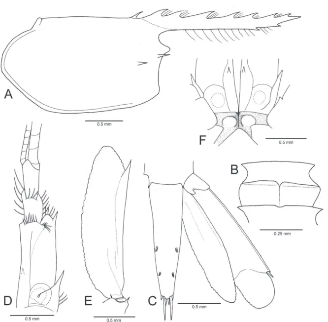 Figure 3.  Michaelimenes perlucidus (Bruce, 1969), n. comb. Male, CL 1.6 mm (CMNH-ZC 02526)