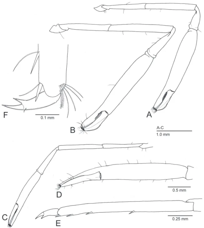 Figure 4.  Michaelimenes perlucidus (Bruce, 1969), n. comb. Male, CL 1.6 mm (CMNH-ZC 02526) (A, C, E); male, CL 1.7 mm  (CMNH-ZC 02527) (B); ovigerous female, CL 2.3 mm (CMNH-ZC 02528) (D, F)