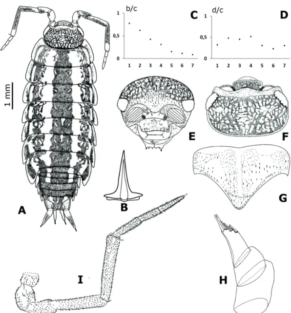 Figure 2.  Pulmoniscus turbanaensis n. sp. ♀ Paratype (CUDC-CRU 14): A. Dorsal habitus; B