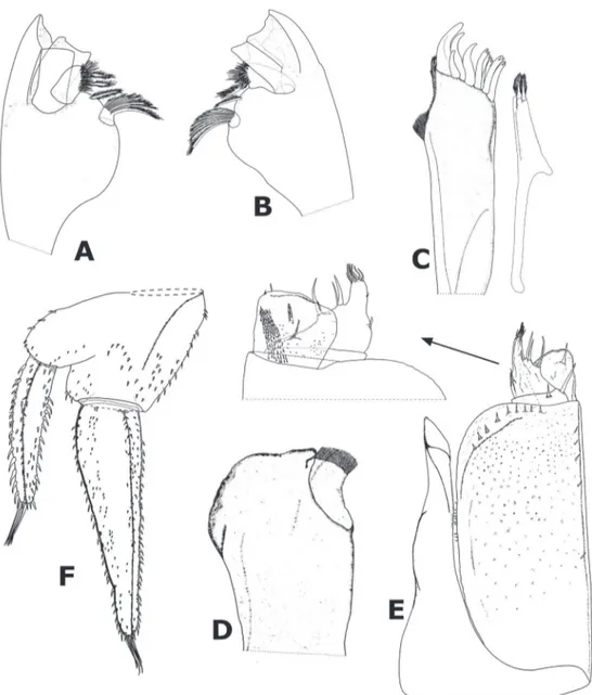 Figure 3.  Pulmoniscus turbanaensis n. sp. ♀ Paratype (CUDC-CRU 14): A. Left mandible; B