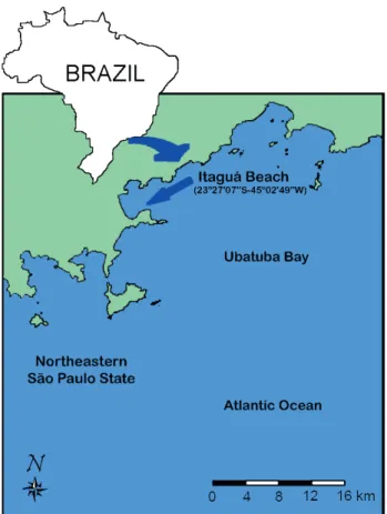 Figure 1.  Northeastern coast of São Paulo, Ubatuba Bay; arrow  points out Itaguá Beach, Ubatuba.