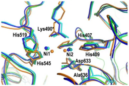Figura  25  –  Superposição  do  sítio  ativo  das  ureases  de  “jack  bean”  (verde),  Helicobacter  pylori  nativa  (laranja),  Bacillus  pasteurii  nativa  (ciano)  e  Klebsiella  aerogenes  nativa  (azul),  de  acordo  com  estudos  por  Balasubramani