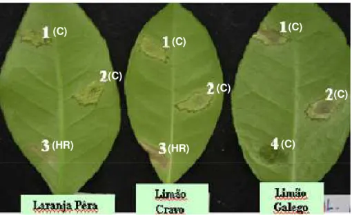 Figura  1.  Sintomas  de  Xac-A,  Xaa-B  e  Xaa-C  inoculadas  em  folhas  de  laranja  pêra,  limão  cravo  e  limão  galego,  respectivamente,  após  5  dias  de  inoculação